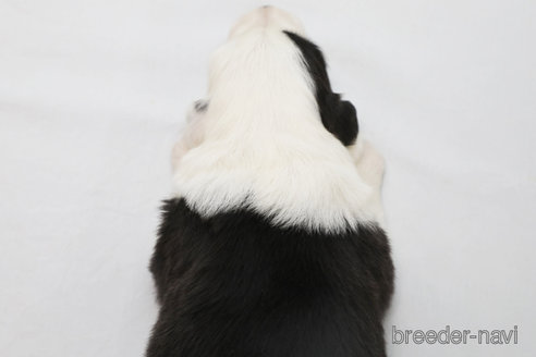 成約済の神奈川県のボーダーコリー-373731の2枚目